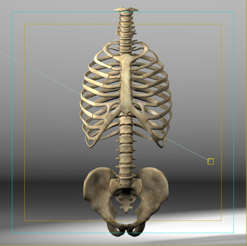 Anatomy skeleton pelvis spinal column ribs 3D model_7