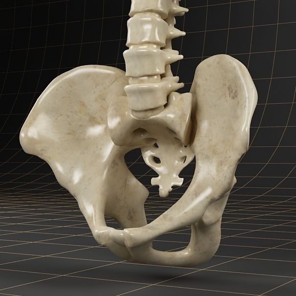 Anatomy skeleton pelvis spinal column ribs 3D model_4
