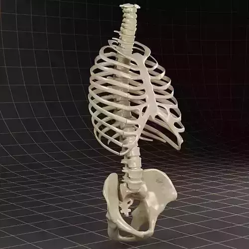 Anatomy skeleton pelvis spinal column ribs 3D model