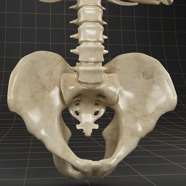 Anatomy skeleton pelvis spinal column ribs 3D model_3
