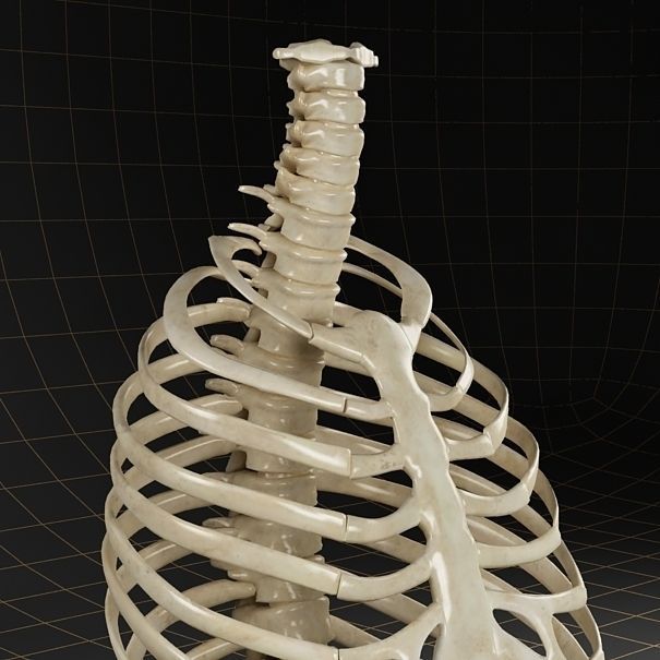 Anatomy skeleton pelvis spinal column ribs 3D model_2