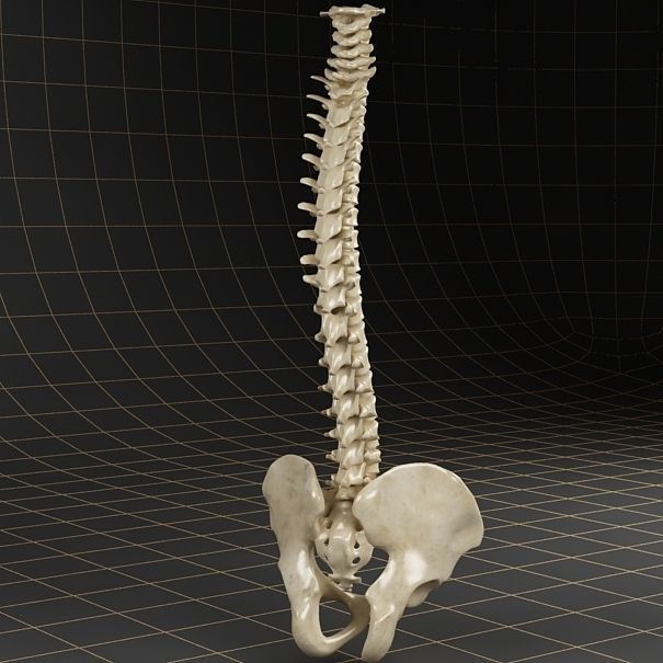 Anatomy skeleton pelvis spinal column ribs 3D model_5