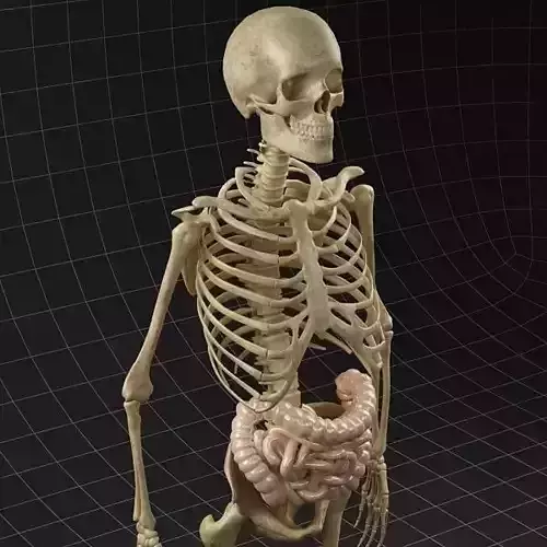 Anatomy intestine and  complete skeleton 3D model