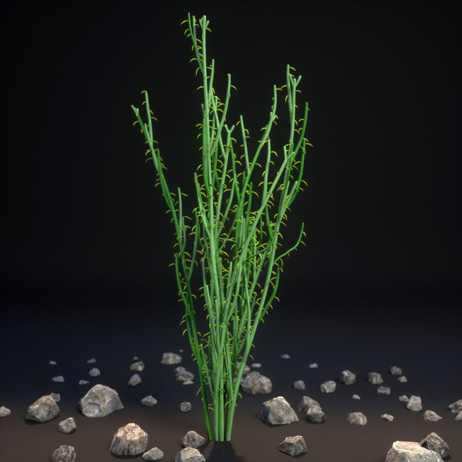 18 High-Res Desert CG Plant and Tree Models 3D model_15