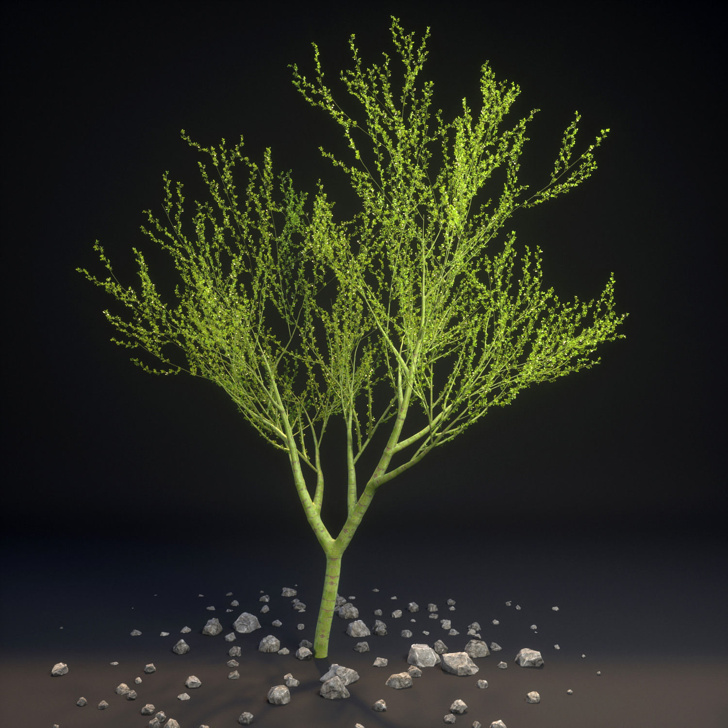 18 High-Res Desert CG Plant and Tree Models 3D model_5