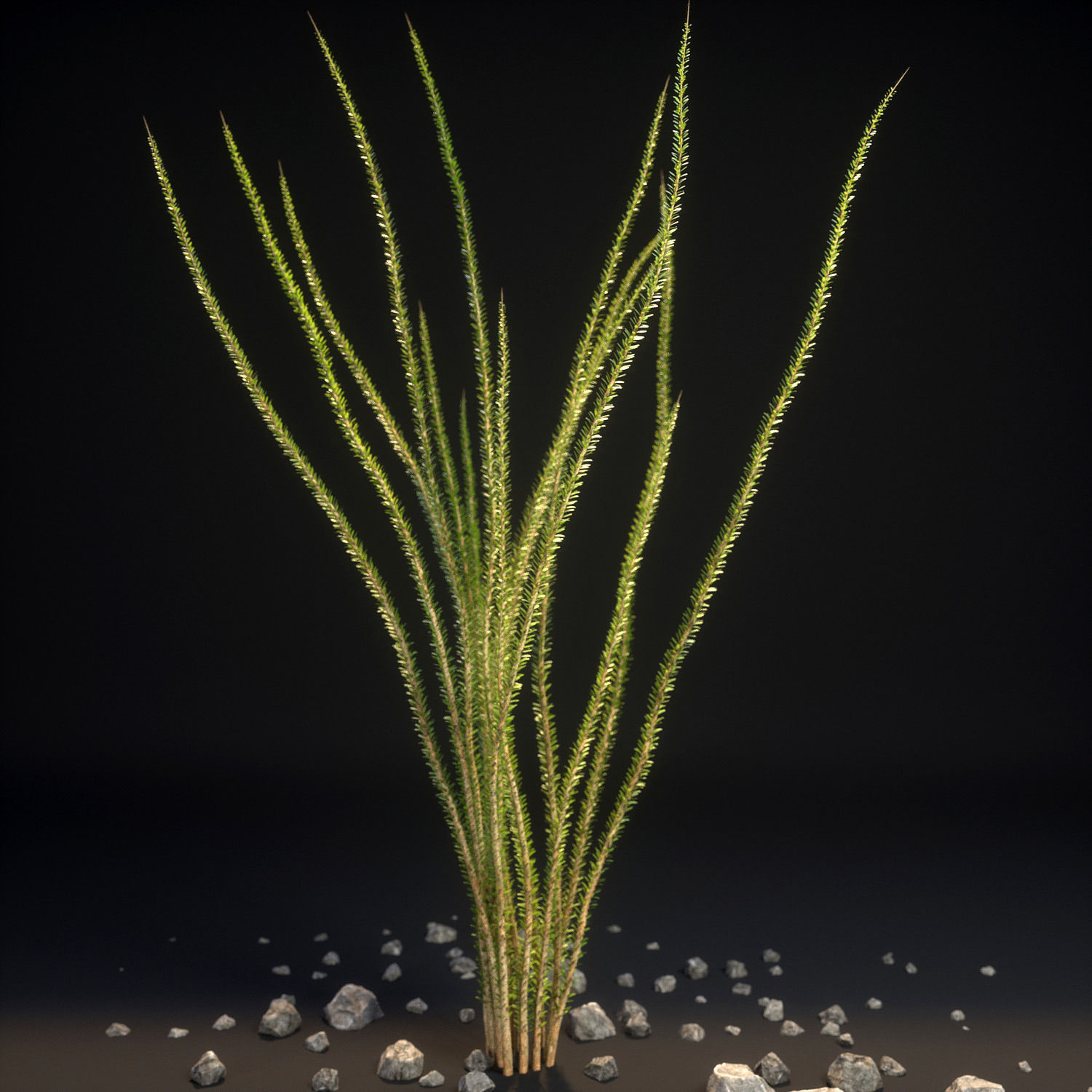 18 High-Res Desert CG Plant and Tree Models 3D model_7