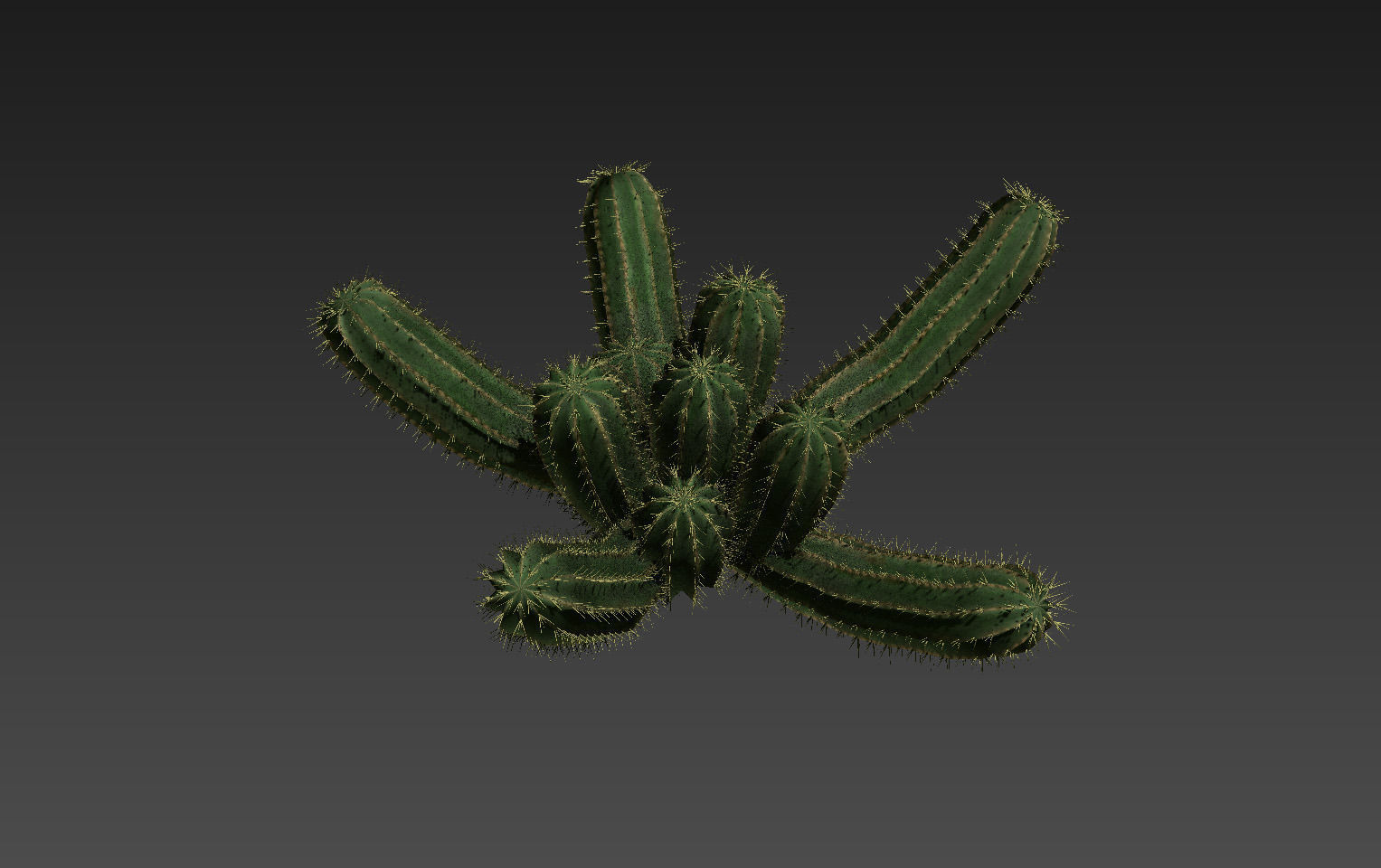 18 High-Res Desert CG Plant and Tree Models 3D model_34
