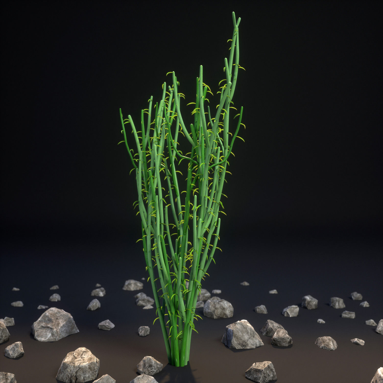 18 High-Res Desert CG Plant and Tree Models 3D model_20