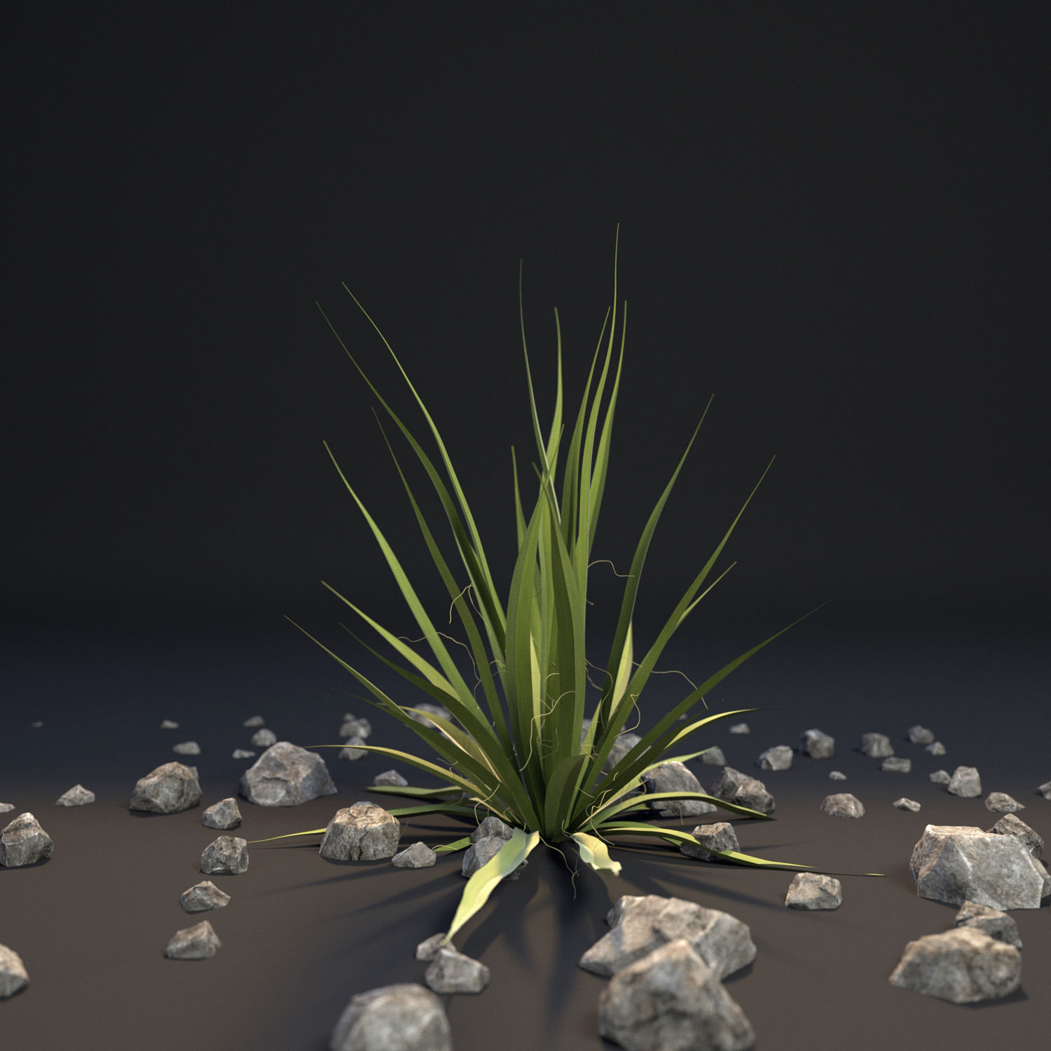 18 High-Res Desert CG Plant and Tree Models 3D model_12