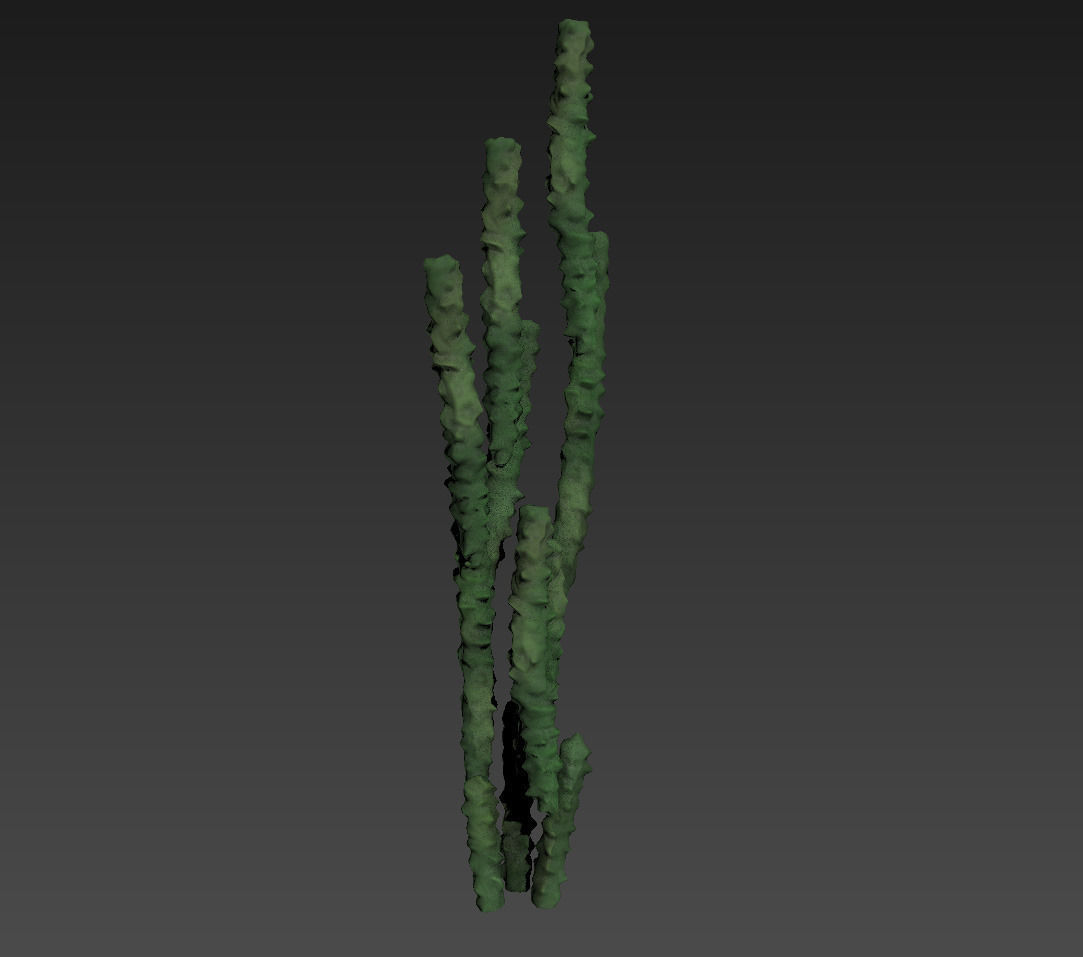 18 High-Res Desert CG Plant and Tree Models 3D model_26