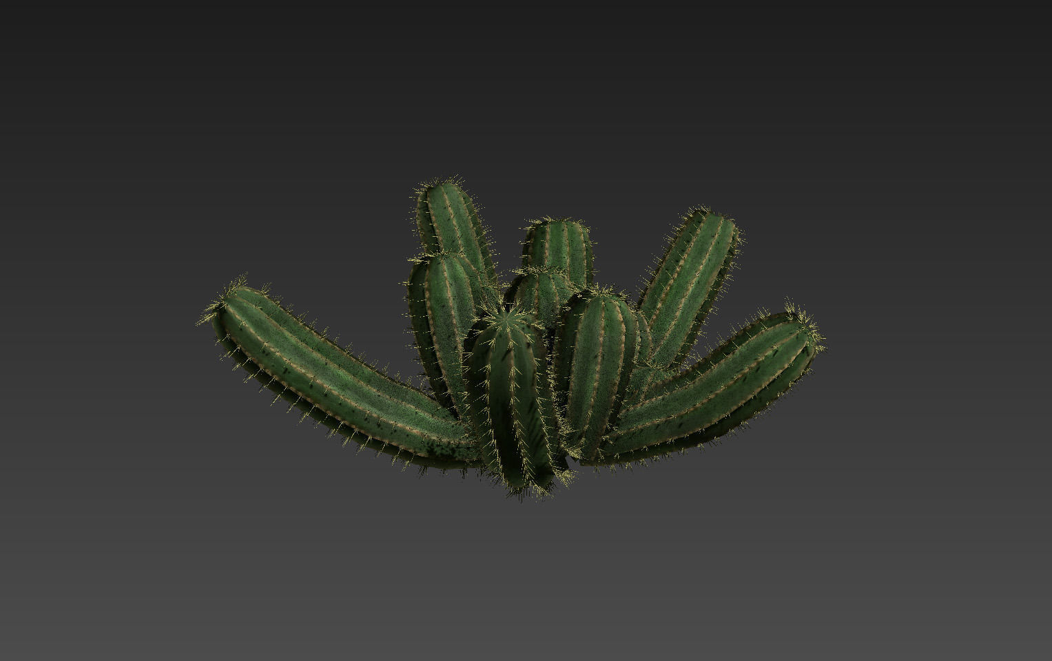 18 High-Res Desert CG Plant and Tree Models 3D model_33