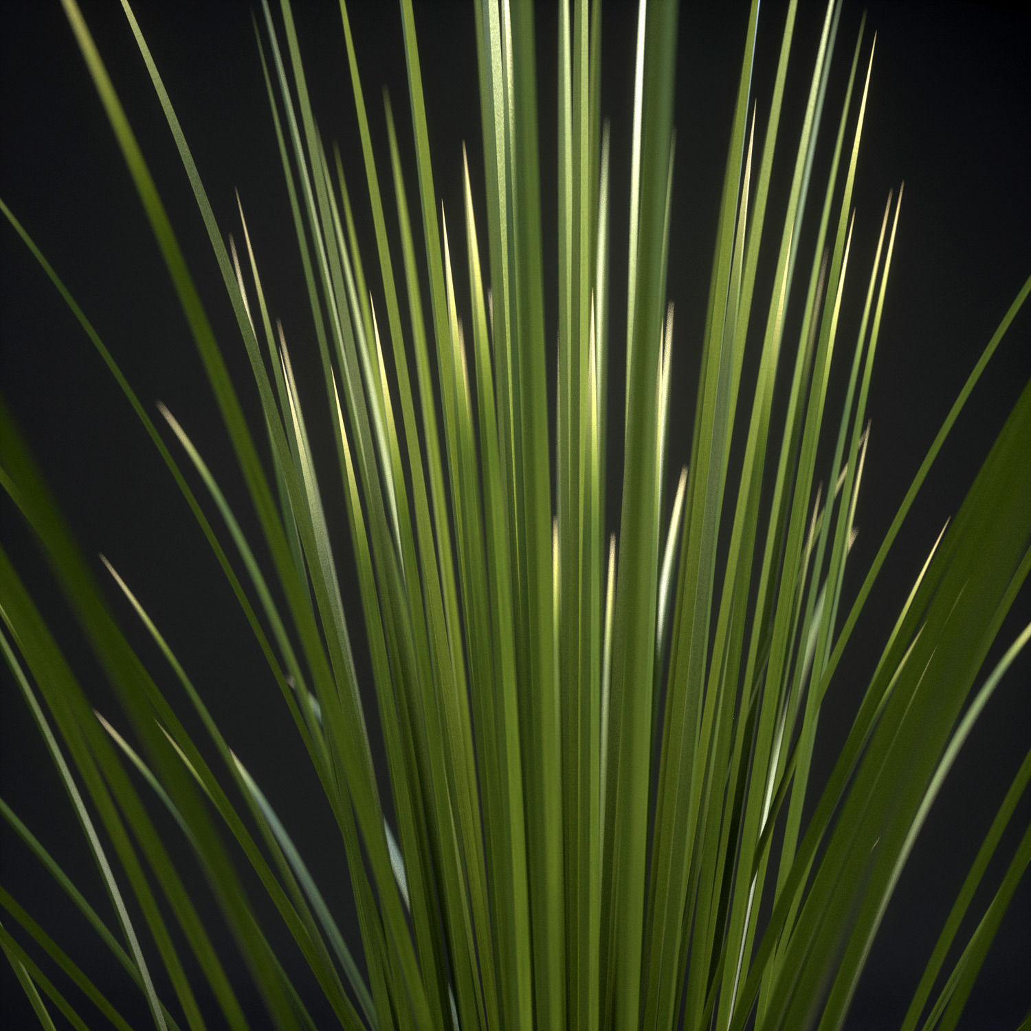 18 High-Res Desert CG Plant and Tree Models 3D model_13