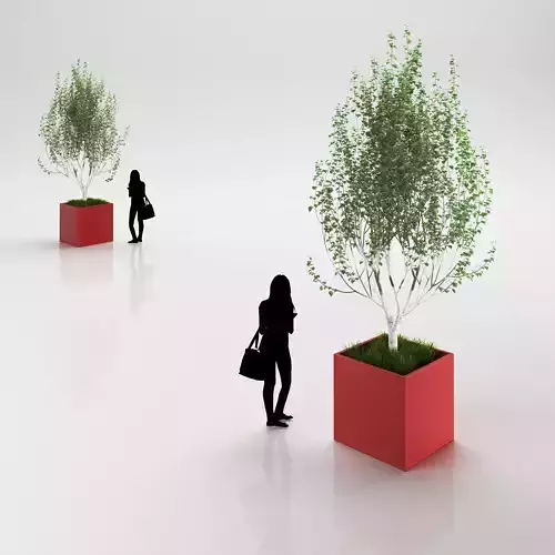 Young birch-tree in red pot