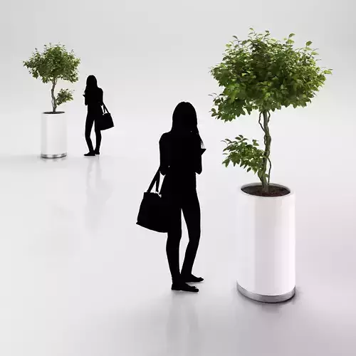 Small tree in white pot