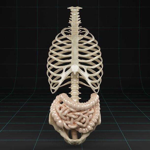 Anatomy intestine skeleton pelvis spinal column ribs 3D model_6