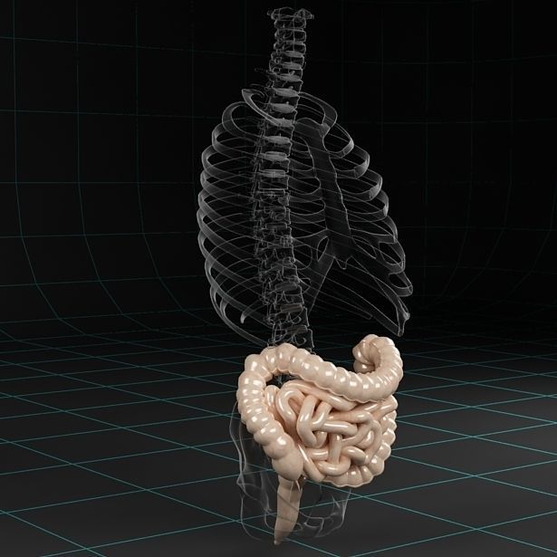 Anatomy intestine skeleton pelvis spinal column ribs 3D model_2