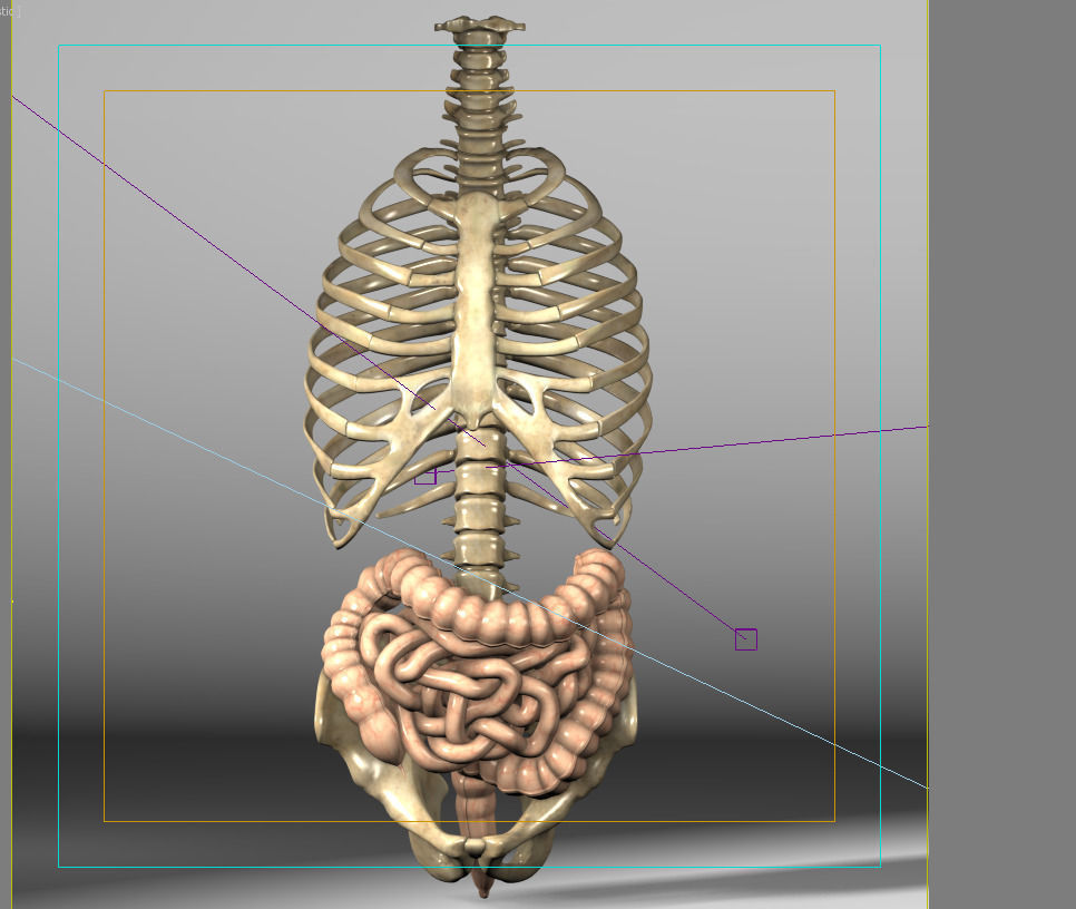 Anatomy intestine skeleton pelvis spinal column ribs 3D model_5