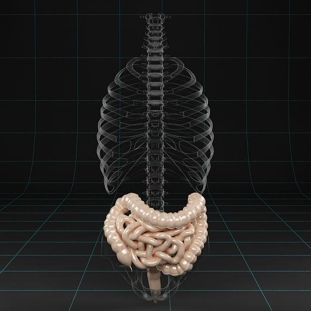Anatomy intestine skeleton pelvis spinal column ribs 3D model_1