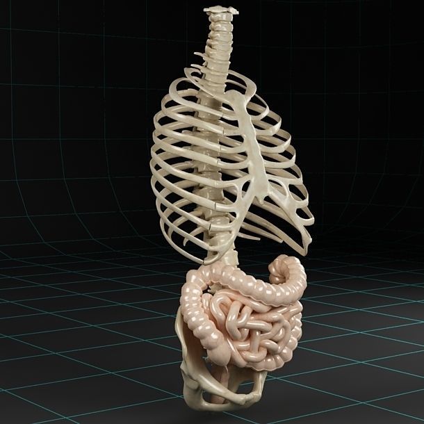 Anatomy intestine skeleton pelvis spinal column ribs 3D model_3