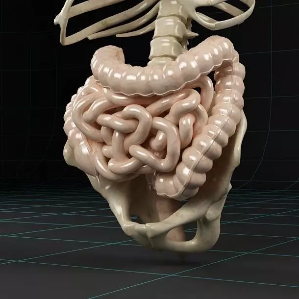 Anatomy intestine skeleton pelvis spinal column ribs 3D model_0
