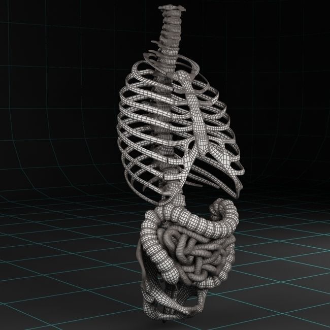 Anatomy intestine skeleton pelvis spinal column ribs 3D model_4