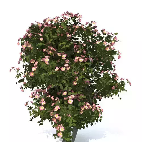 Dogrose rosa canina no 4