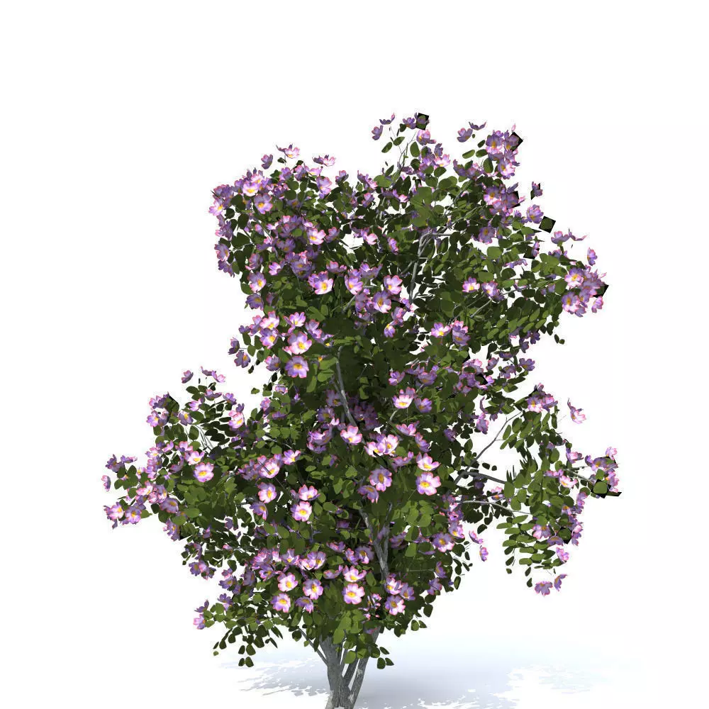 dogrose Rosa canina no5 3D model