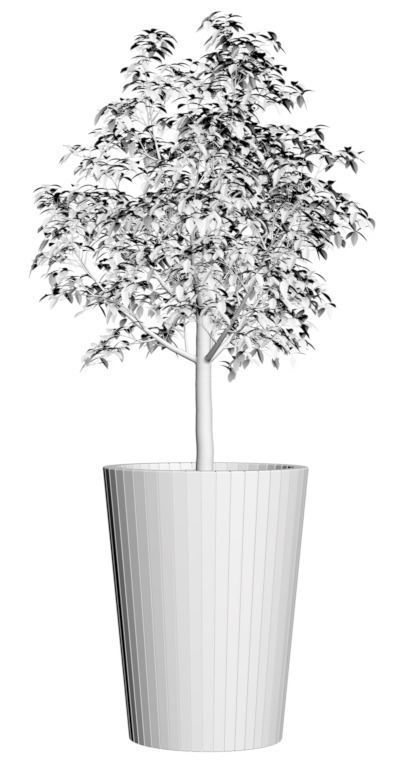 Young tree in tall wooden pot 3D model_1