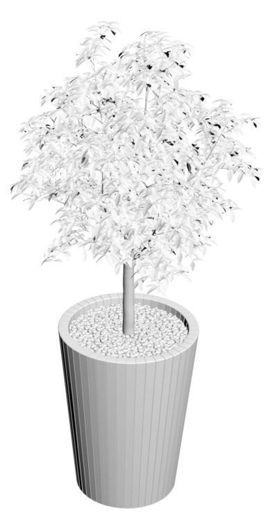 Young tree in tall wooden pot 3D model_2