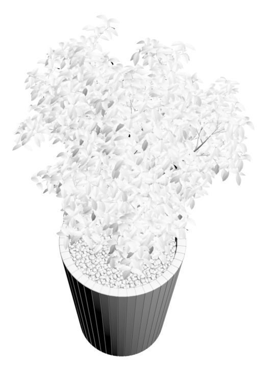 Young tree in tall wooden pot 3D model_3