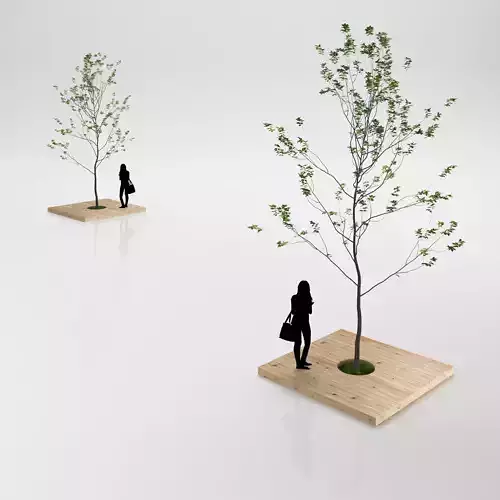 Minimalistic young tree on wooden base