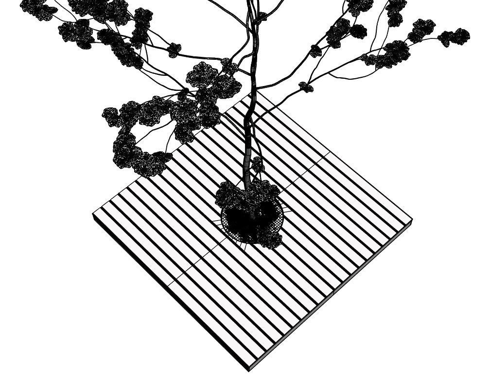 Minimalistic young tree on wooden base 3D model_6