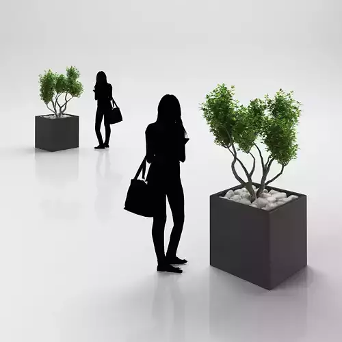 Young bush in modern pot