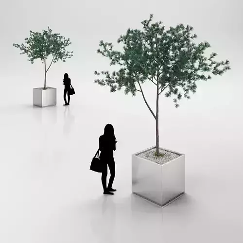 Young pine tree in steel pot