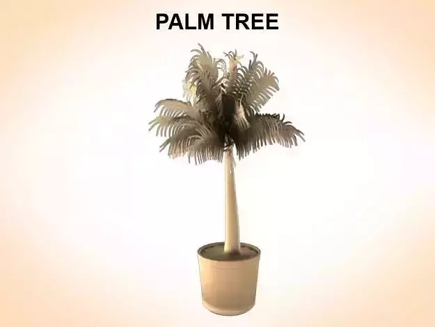 Palm Tree Young
