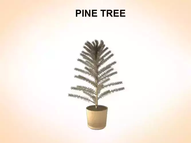 Pine Tree