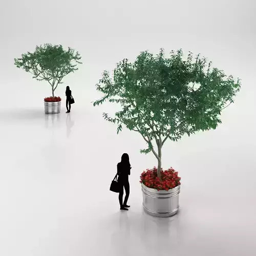 Large leaf tree in steel pot