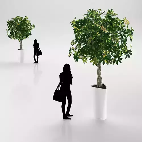 Young tree in white pot