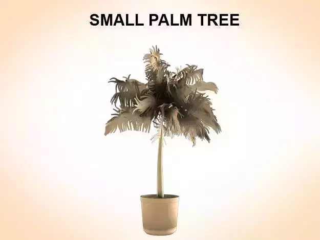 Small Palm