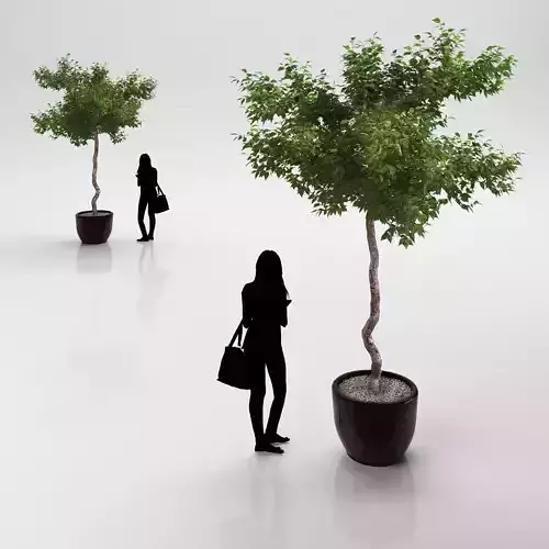 Young tree in ceramic pot 3D model