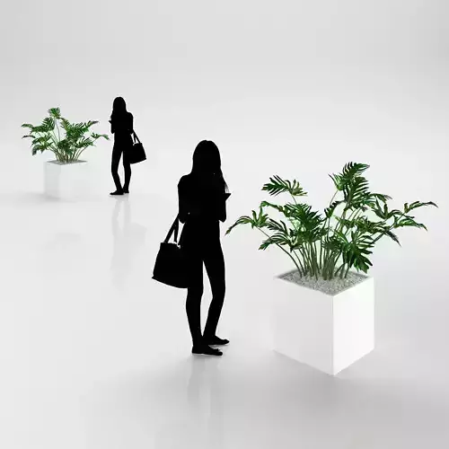 Young palm in modern pot