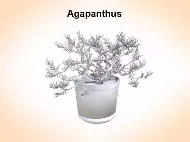 Agapanthus