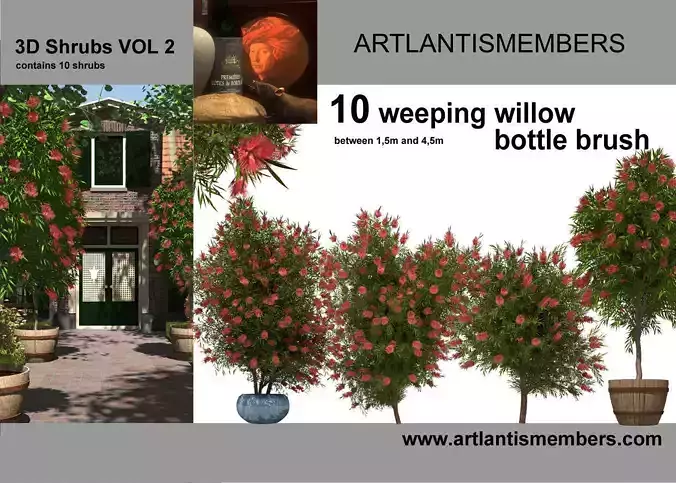 weeping willow botlle brush