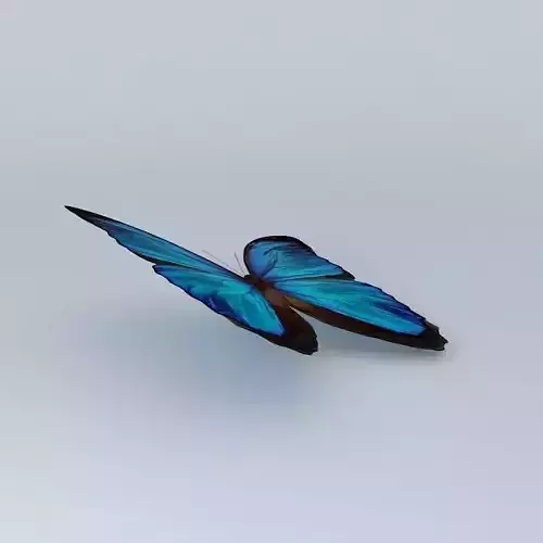 The Blue Mortho Butterfly {94Kb}