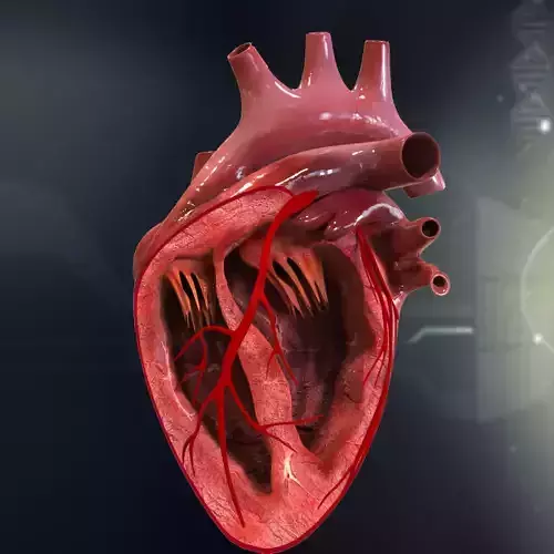 Human Heart Cutaway Anatomy 3D model