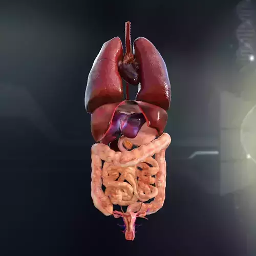 Human Female Internal Organs Anatomy 3D model