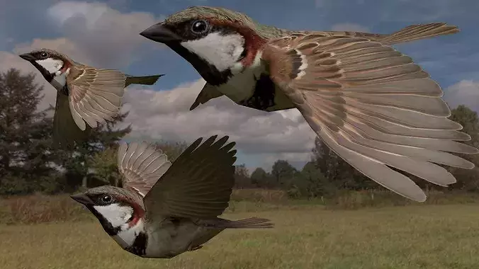 Flying sparrow