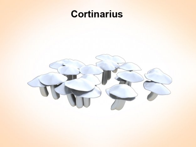 ortinarius cortinarius mushrooms 3D model_1