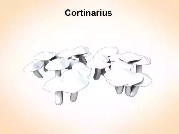 ortinarius cortinarius mushrooms 3D model