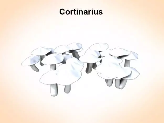 ortinarius cortinarius mushrooms 3D model_0